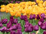 Bem-vindos à Holanda por Emily Kingsley com tulipas amarelas e roxas