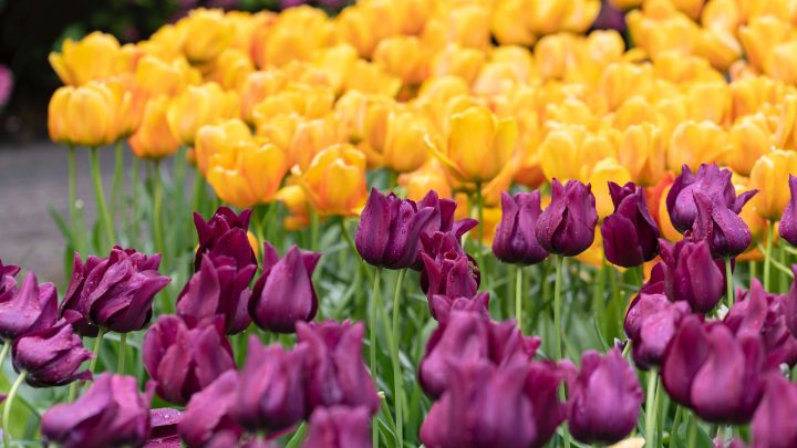 Bem-vindos à Holanda por Emily Kingsley com tulipas amarelas e roxas